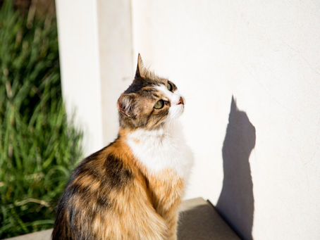 FIP Progression Explained: How Cats Go from Exposure to Symptoms
