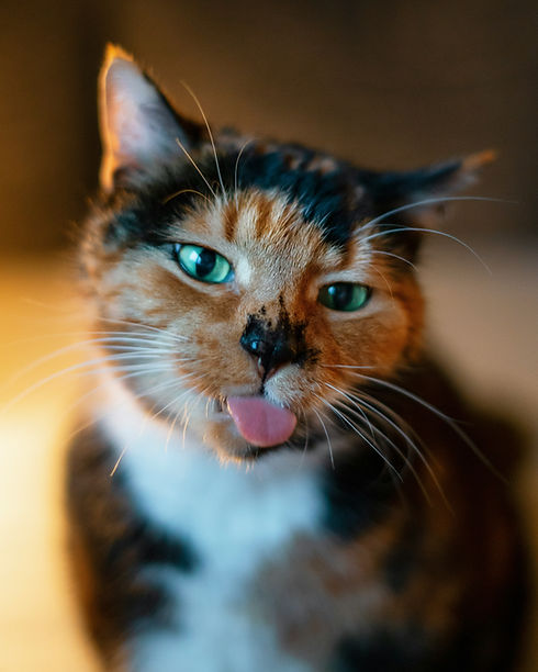 cat sitter