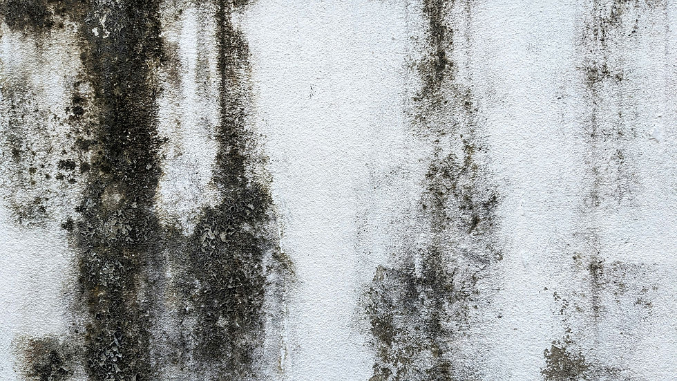 Mold in home