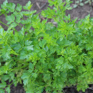 Image by Marina Yalanska