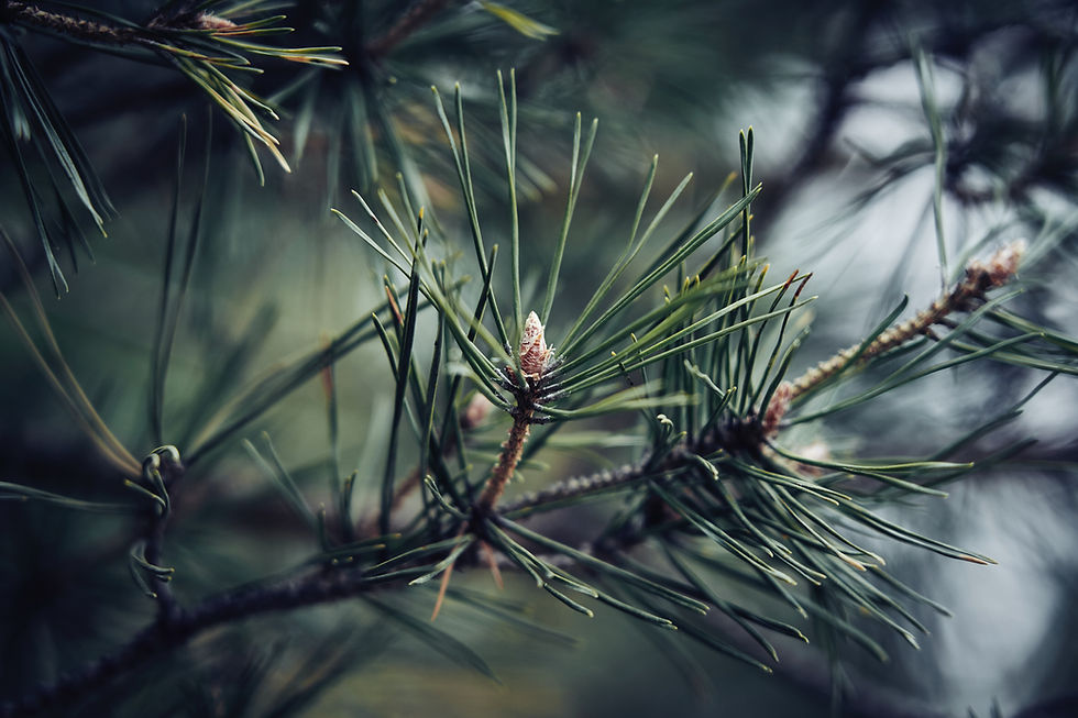 Thumbnail: Piedmont Pine- Cold Precessed Soap