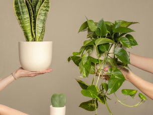 6 Low-Maintenance Indoor Plants That Make Thoughtful & Aesthetic Gifts
