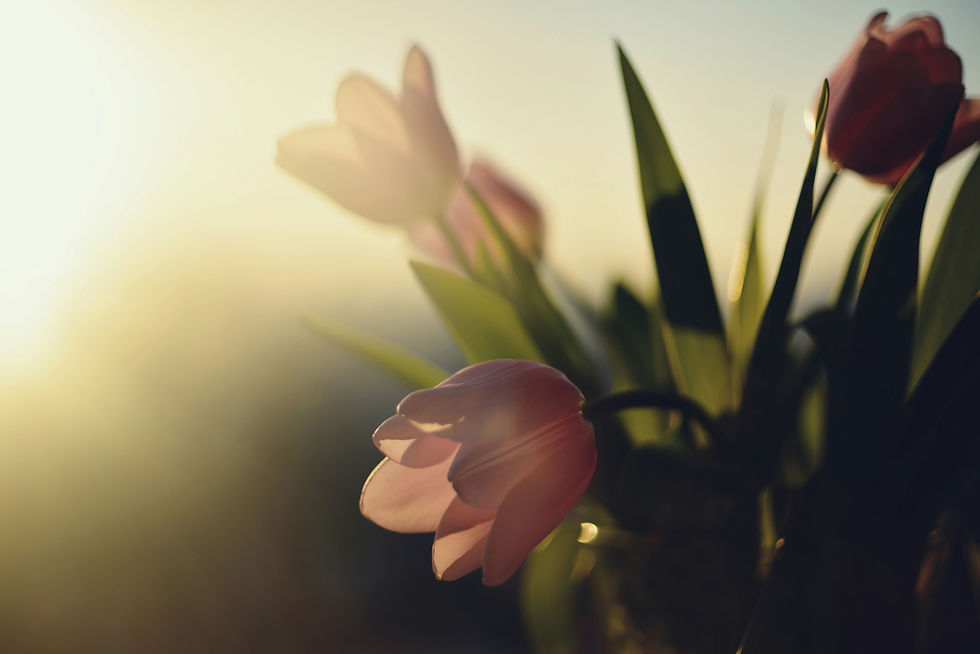 Soft pink tulips gently opening in warm golden sunlight, with a dreamy, blurred background suggesting early spring renewal