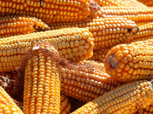 Pro Farmer Crop Tour 2025