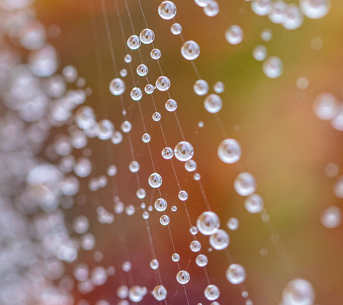 Image by Trevor Gerzen