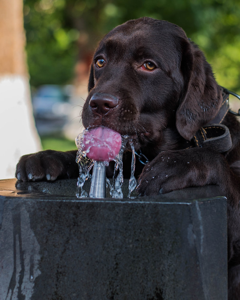 Why Can’t Dogs Drink Water Like Humans? The Science Behind Messy ...