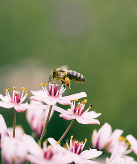 Image by Aaron Burden
