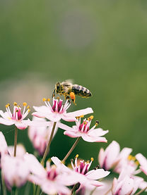 Image by Aaron Burden