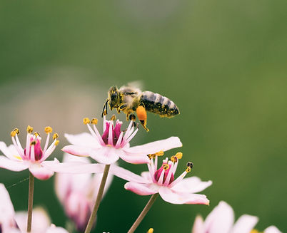 Image by Aaron Burden
