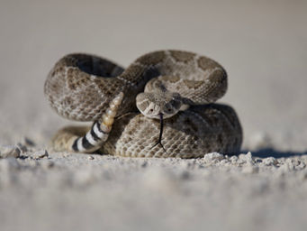 Rattlesnakes and Your Dog: What You Need to Know