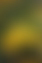 Dandelion & Dock Digestive Bitters