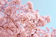 Image by AJ