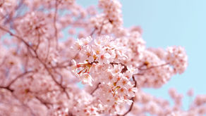When to go to japan for cherry blossom