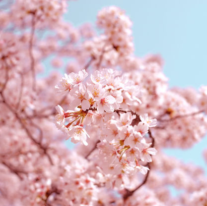 Image by AJ