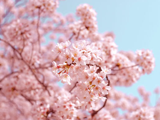Why Are There Japanese Cherry Trees in Berlin? The Story Will Move You