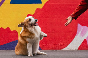 A transparent image that is blue-tinted of a corgi sitting and offering a paw while a human hand comes from the right side to take the paw.