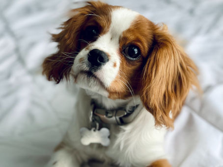 cute puppy