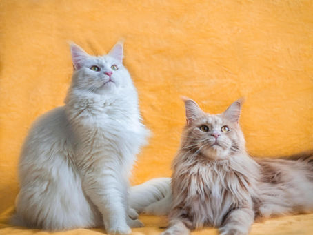 Benefits of Professional Cat Grooming - authored by ChatGPT