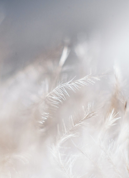 Image by Evie S.