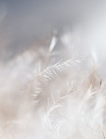Image by Evie S.