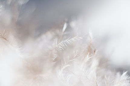 Image by Evie S.