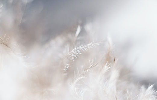 Image by Evie S.