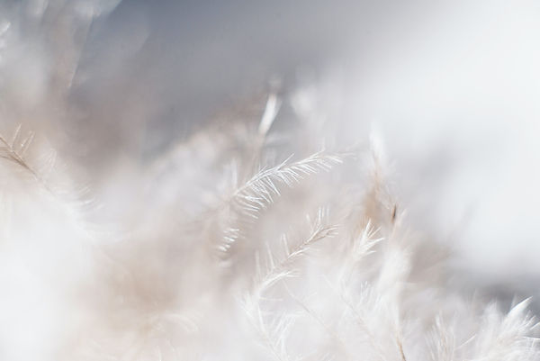 Image by Evie S.