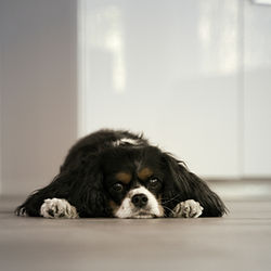 Dog laying flat on the floor