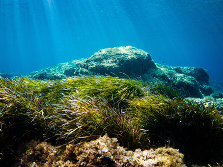 'Seas' the day, and 'kelp' our oceans!