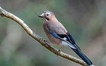 Image by Bob Brewer