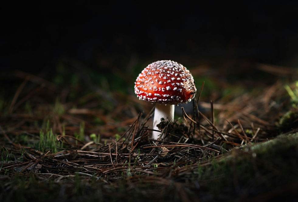 A bright red fly agaric mushroom with white speckled warts rising through fallen oak leaves on a forest floor, its smooth white stem standing out against the earthy brown background