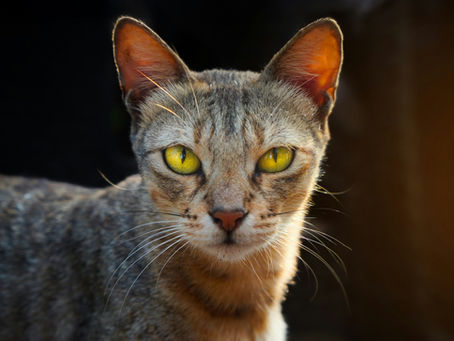 The Truth About FIP Treatment Options