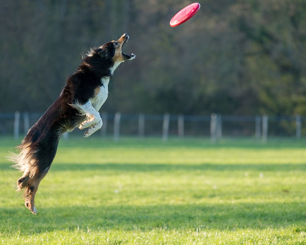 dog exercising for healthy immune system