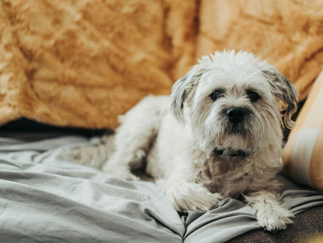 10 Most Common Health Conditions in Senior Dogs