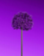 Image of flower with purple background