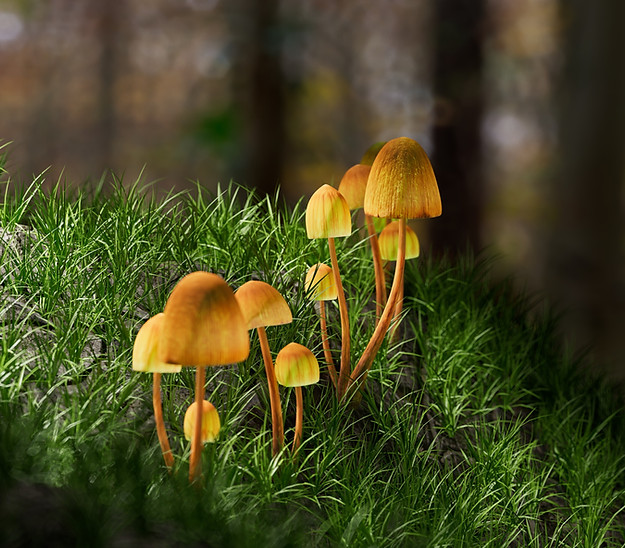 Image by Igor Omilaev