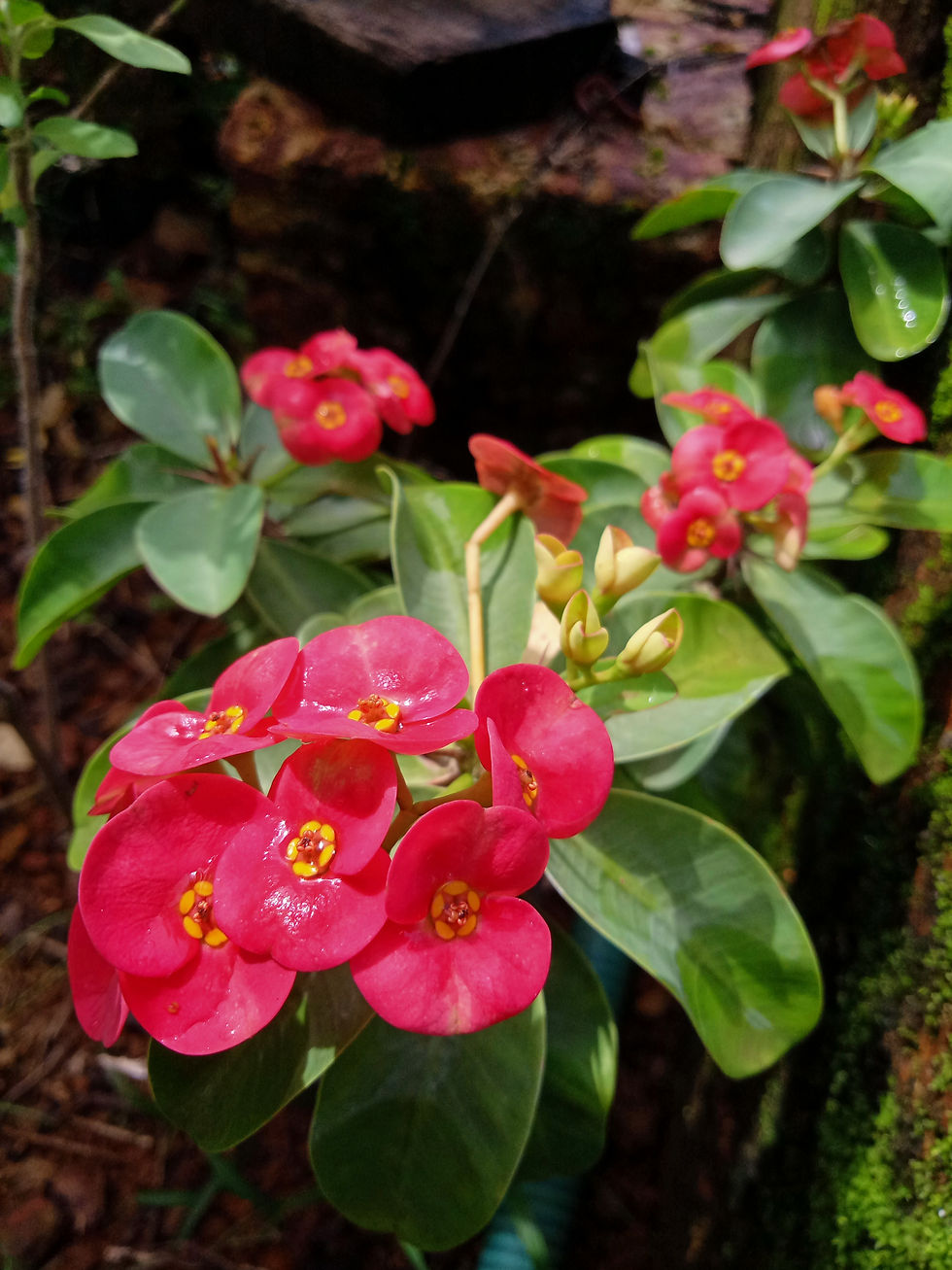 crown of thorns