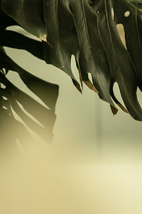 Close-up of monstera leaves with soft natural light.