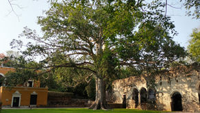 Las haciendas en México: origen, esplendor y legado de los grandes dominios rurales