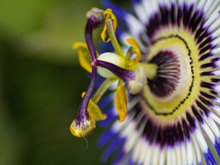 Santé mentale : accompagner avec les plantes médicinales