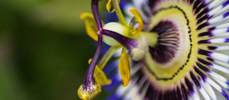 Santé mentale : accompagner avec les plantes médicinales