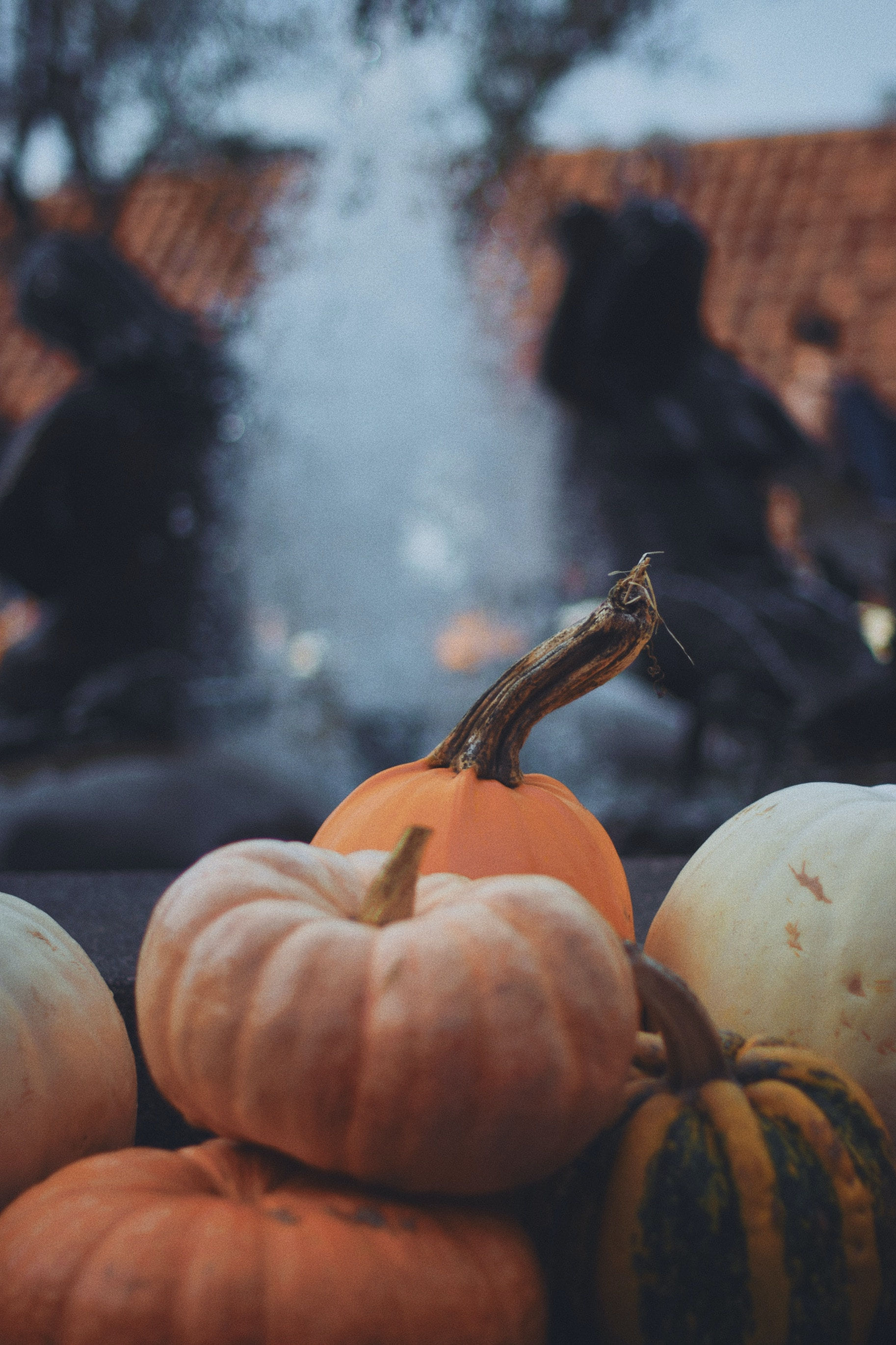 Pumpkin Firewood