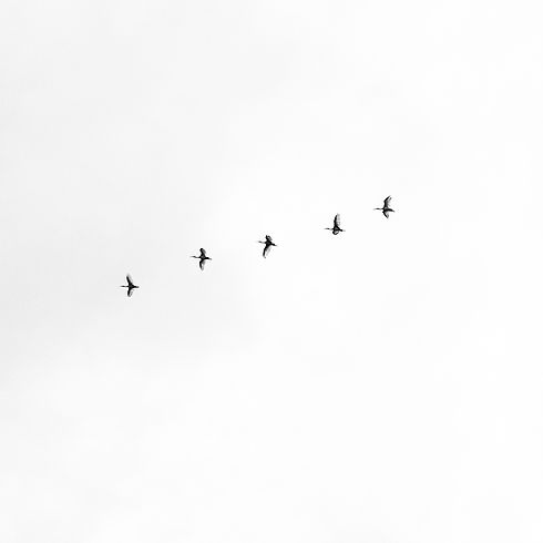 Image by Megha Ajith