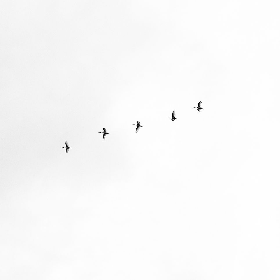 Image by Megha Ajith