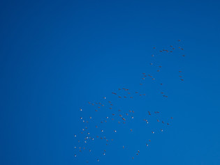 Image by Misael Moreno