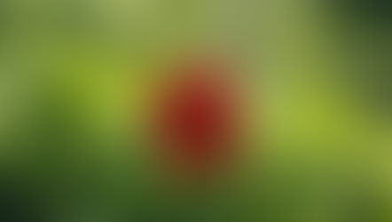 Menstruatie in de overgang: verassing!