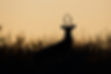 Image by Mathew Schwartz