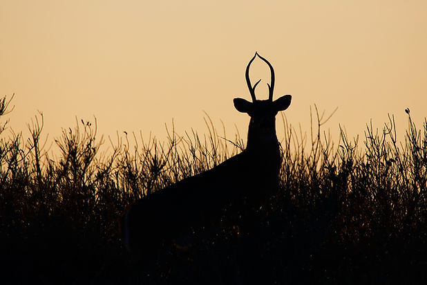 Image by Mathew Schwartz