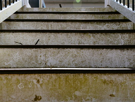 How Land Clearing Reduces Humidity and Mold Growth in Western North Carolina