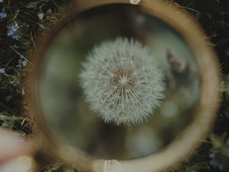 A magnifying glass focuses on a dandelion, highlighting its details. Green foliage and small blue flowers surround it, creating a calm mood.